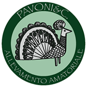 Allevamento Amatoriale Pavoni e Fagiani - Pavoni e C.